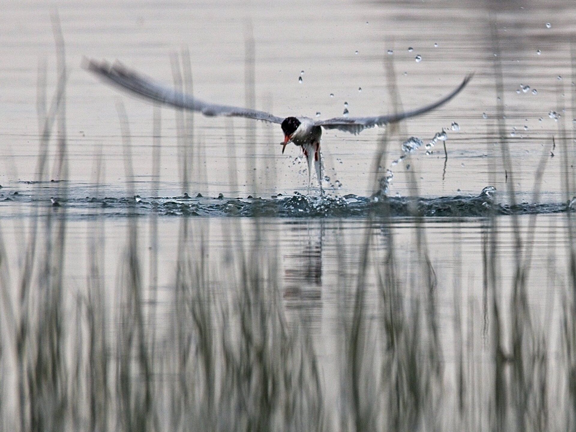 Un oiseau vole au-dessus d’un plan d’eau