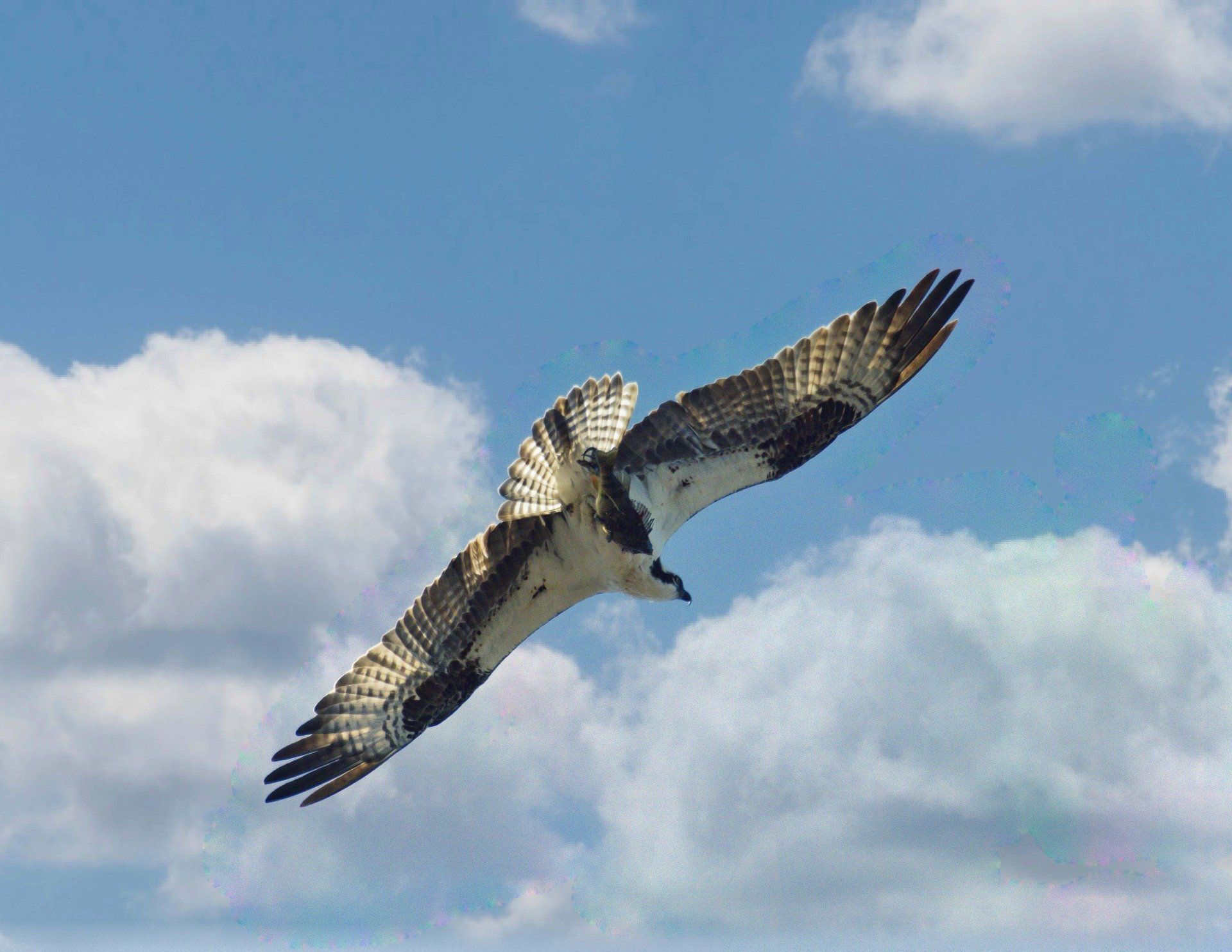 Un oiseau vole dans un ciel bleu nuageux.