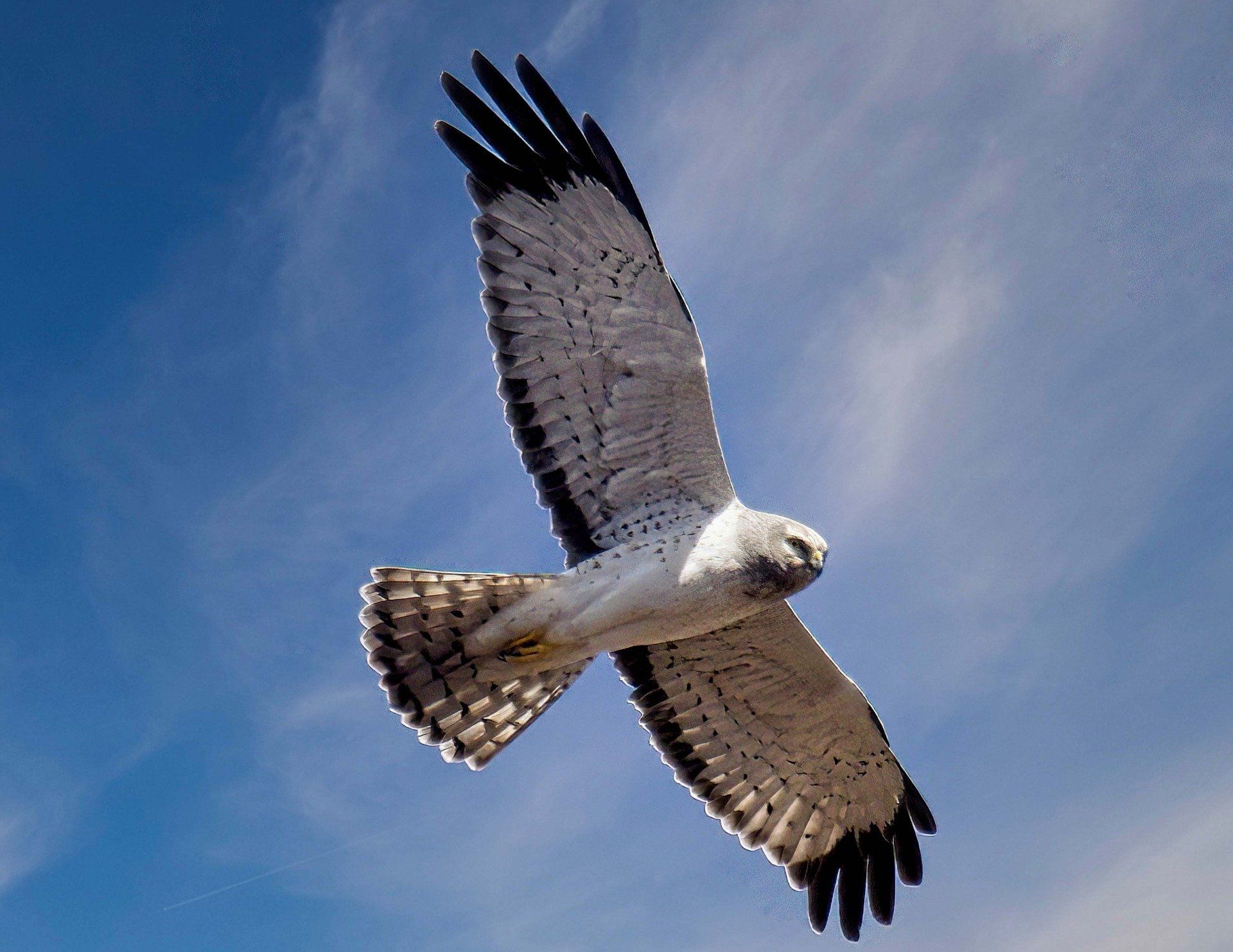 Un oiseau vole dans un ciel bleu avec ses ailes déployées