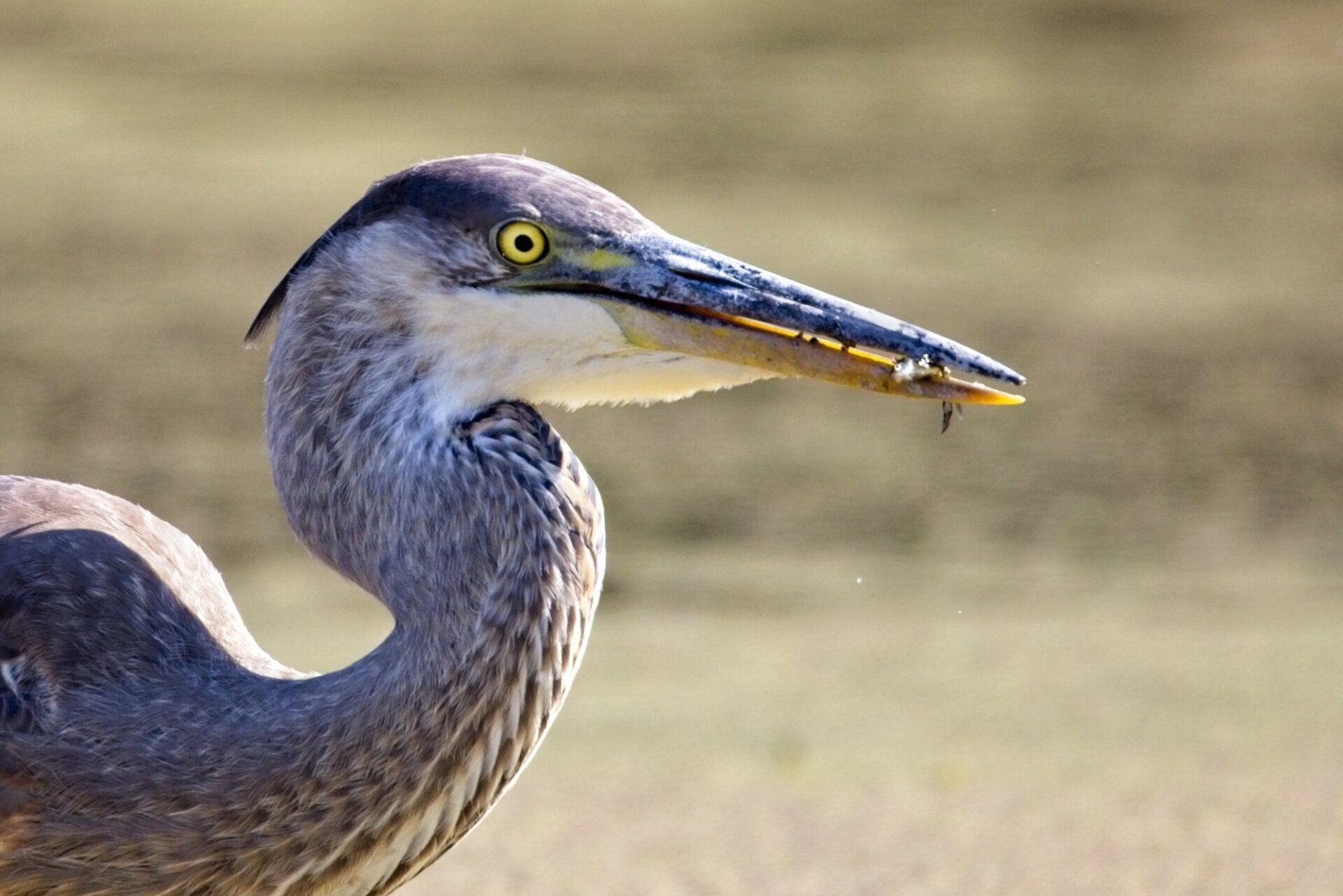 Un gros plan d'un oiseau avec un poisson dans son bec.