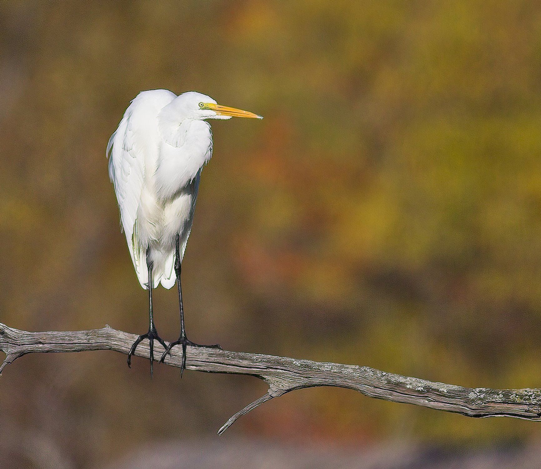 Un oiseau blanc au bec jaune est perché sur une branche d'arbre.
