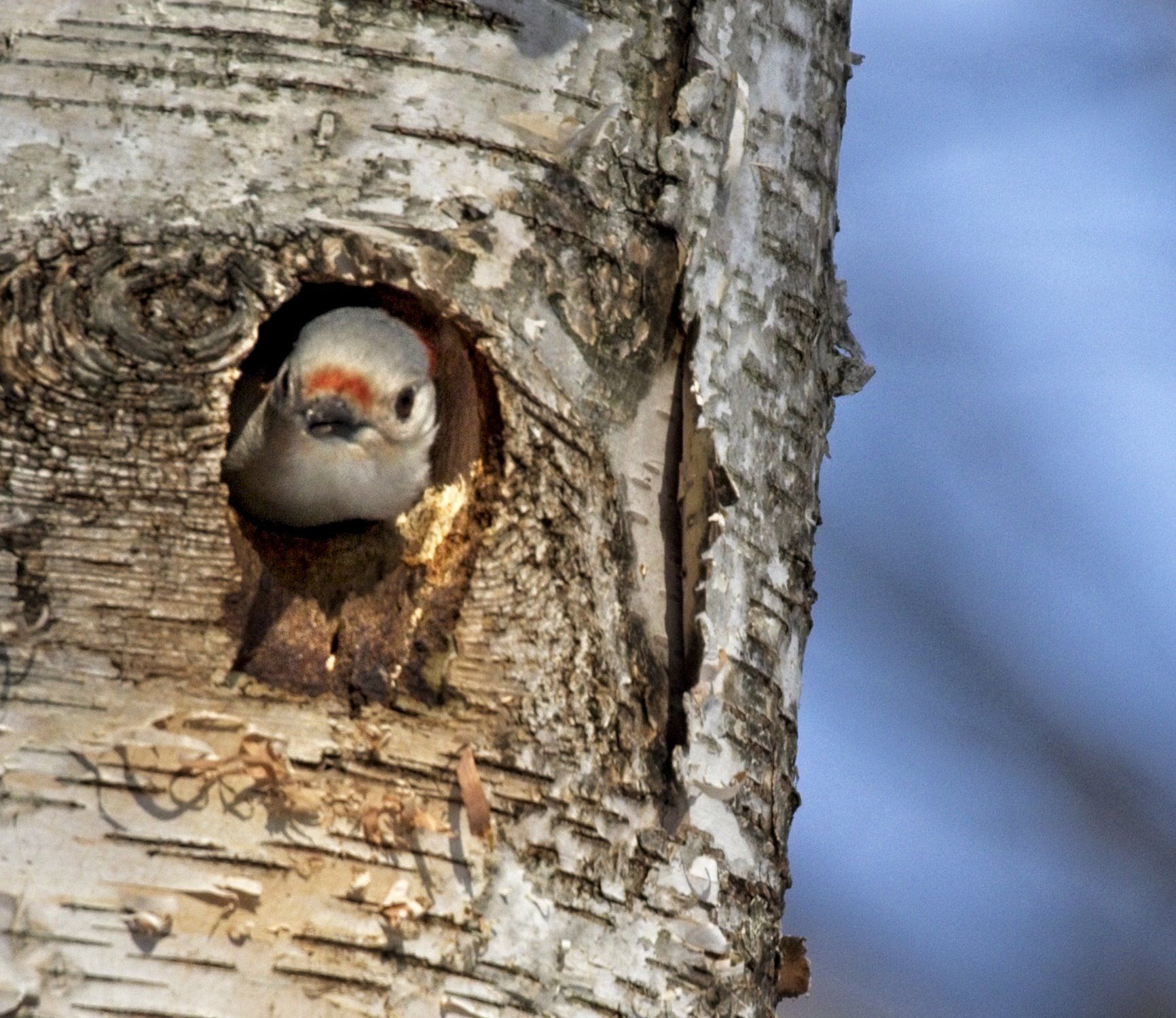 Un oiseau regarde par un trou dans un arbre