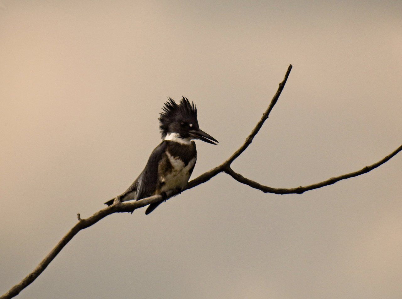 Un oiseau noir et blanc perché sur une branche d'arbre