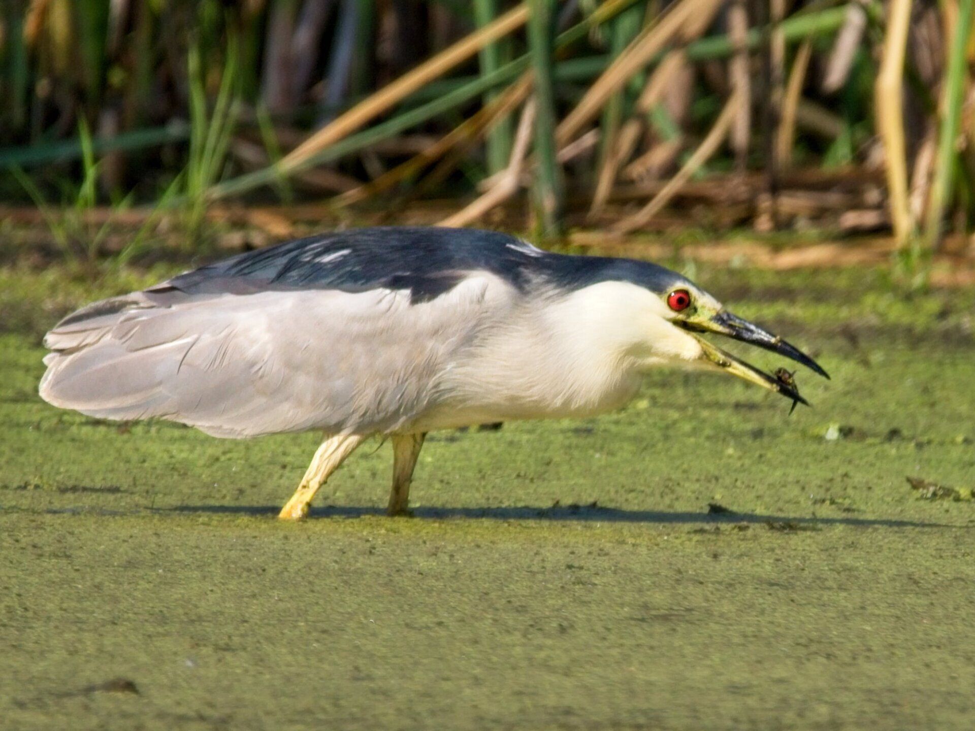 Un oiseau avec un poisson dans son bec se promène dans un marais.