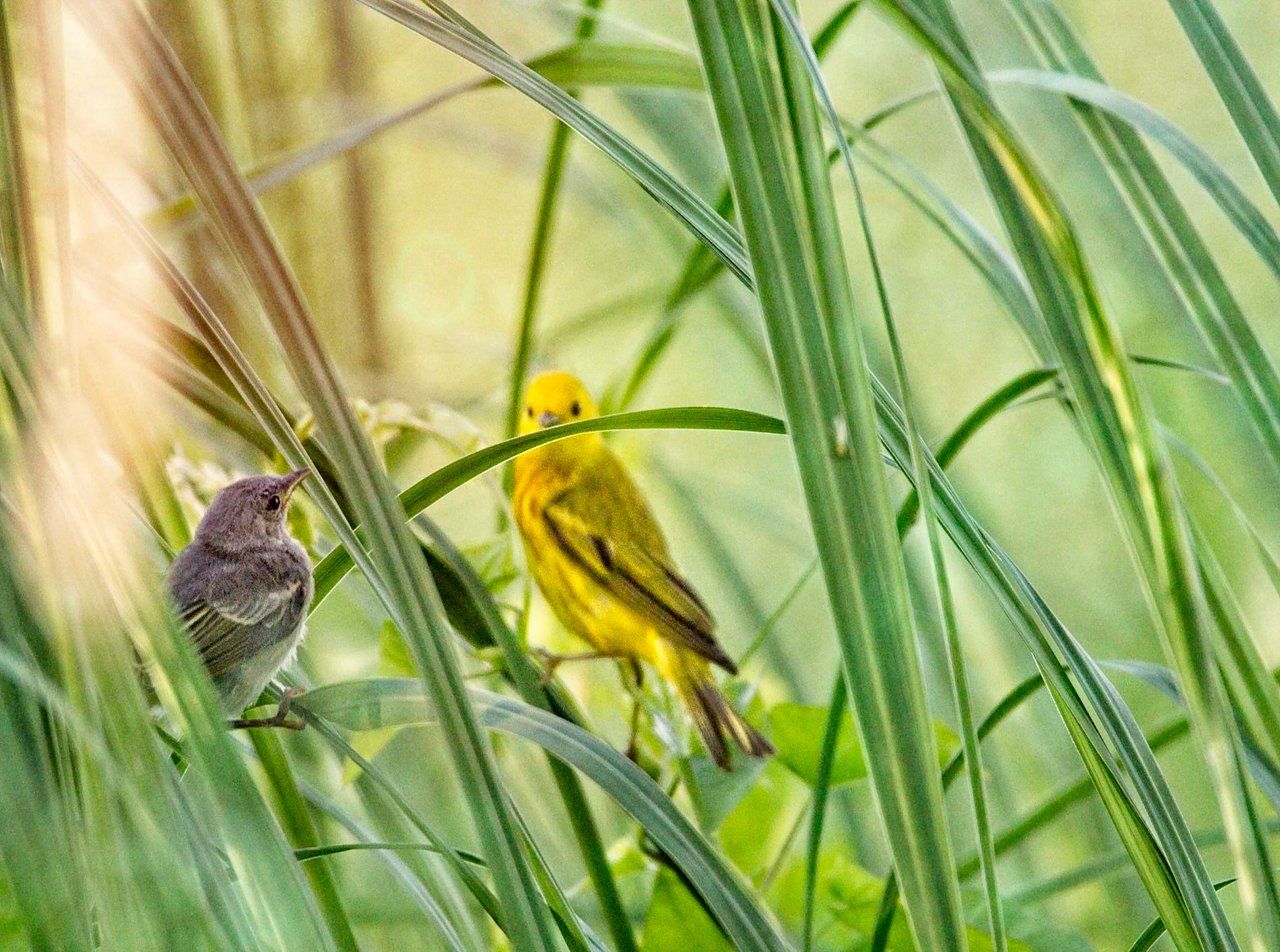 Deux oiseaux jaunes sont assis dans les hautes herbes.