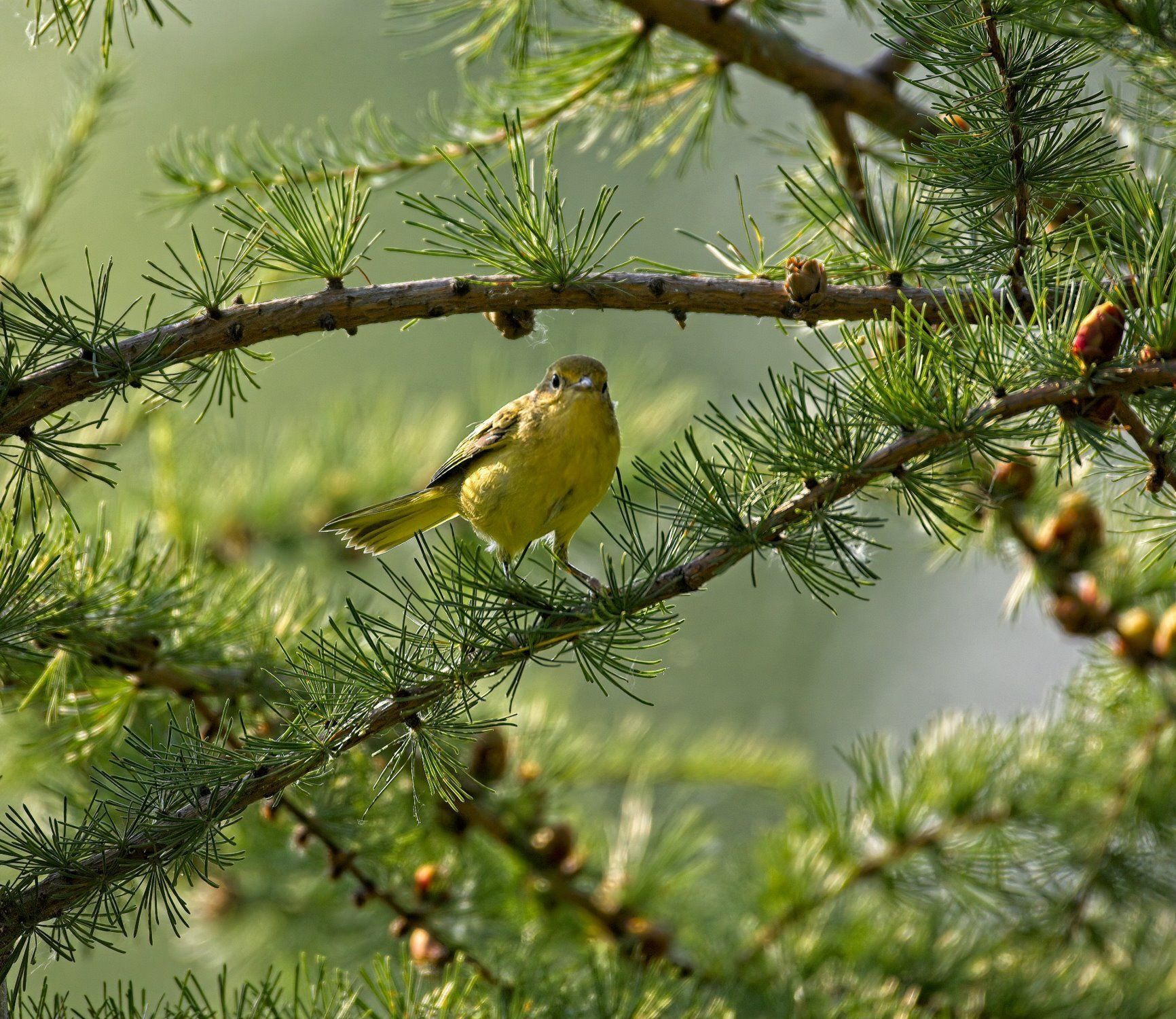Un petit oiseau jaune perché sur une branche d'arbre.