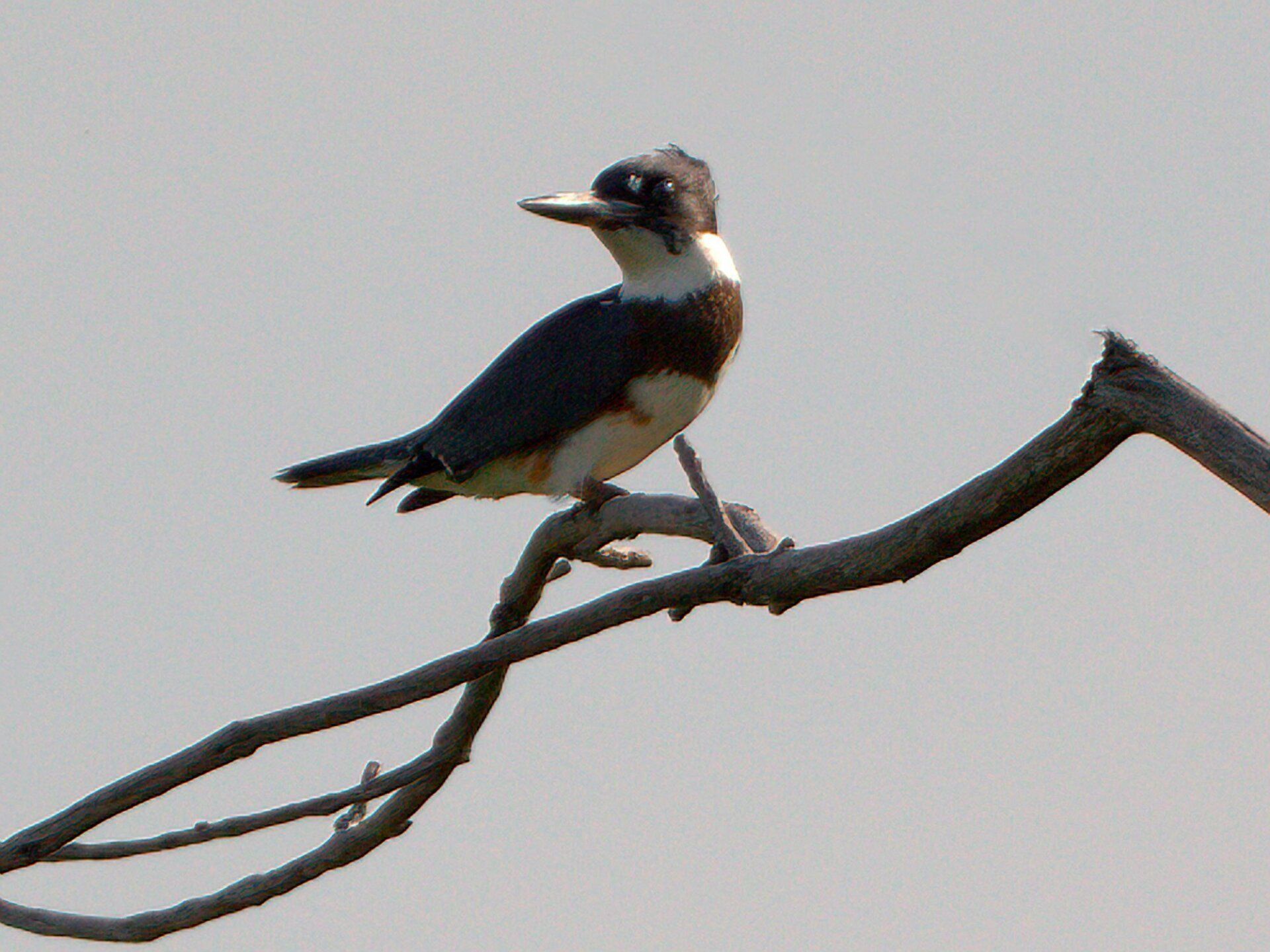Un oiseau noir et blanc perché sur une branche d'arbre