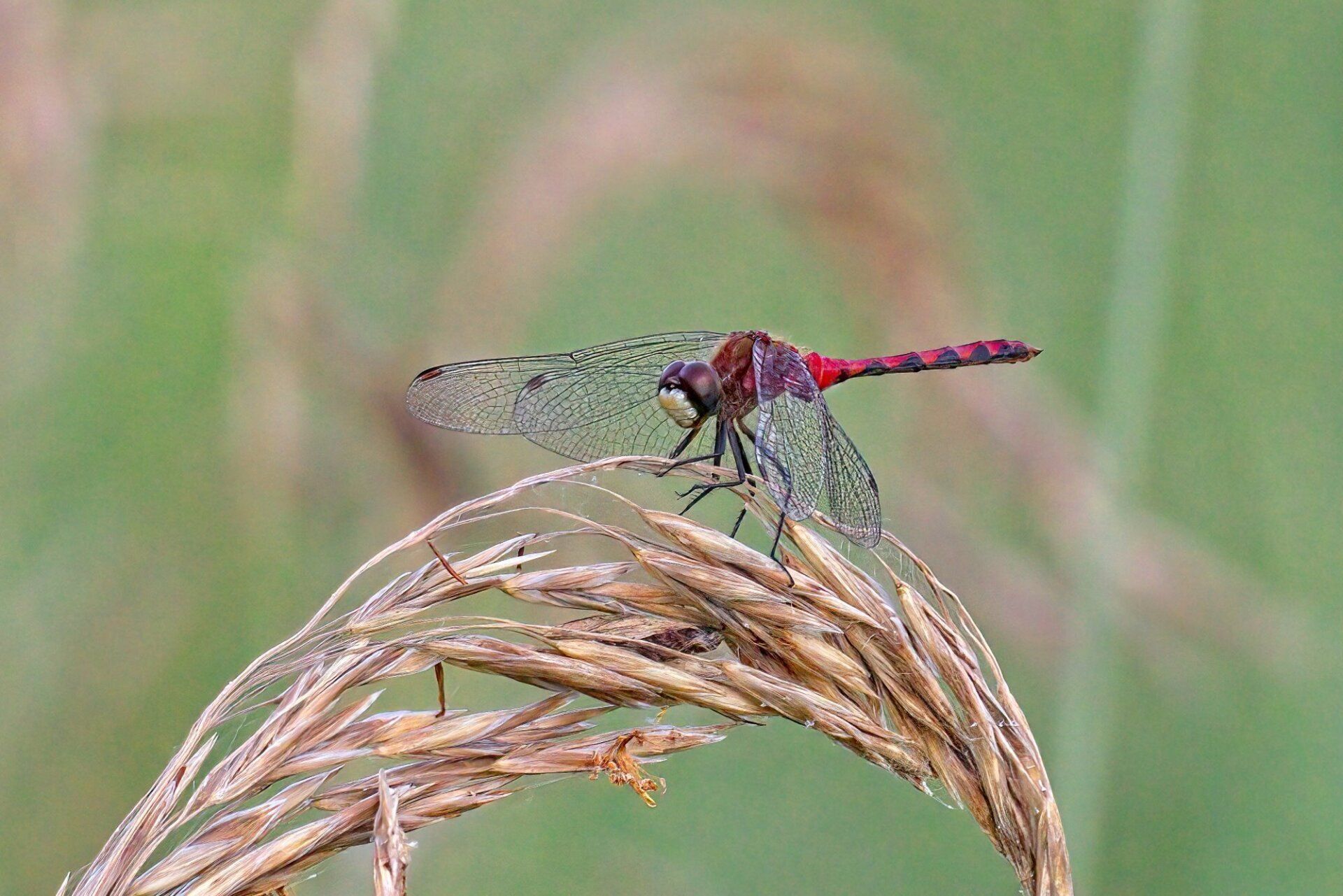 Une libellule est assise au sommet d'une plante à herbes hautes.