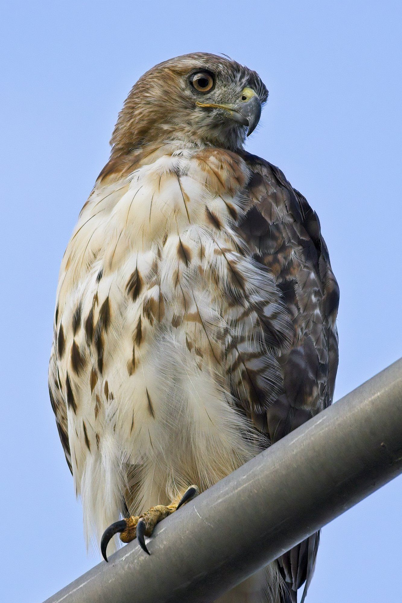 Un faucon perché au sommet d'un poteau métallique avec un ciel bleu en arrière-plan.