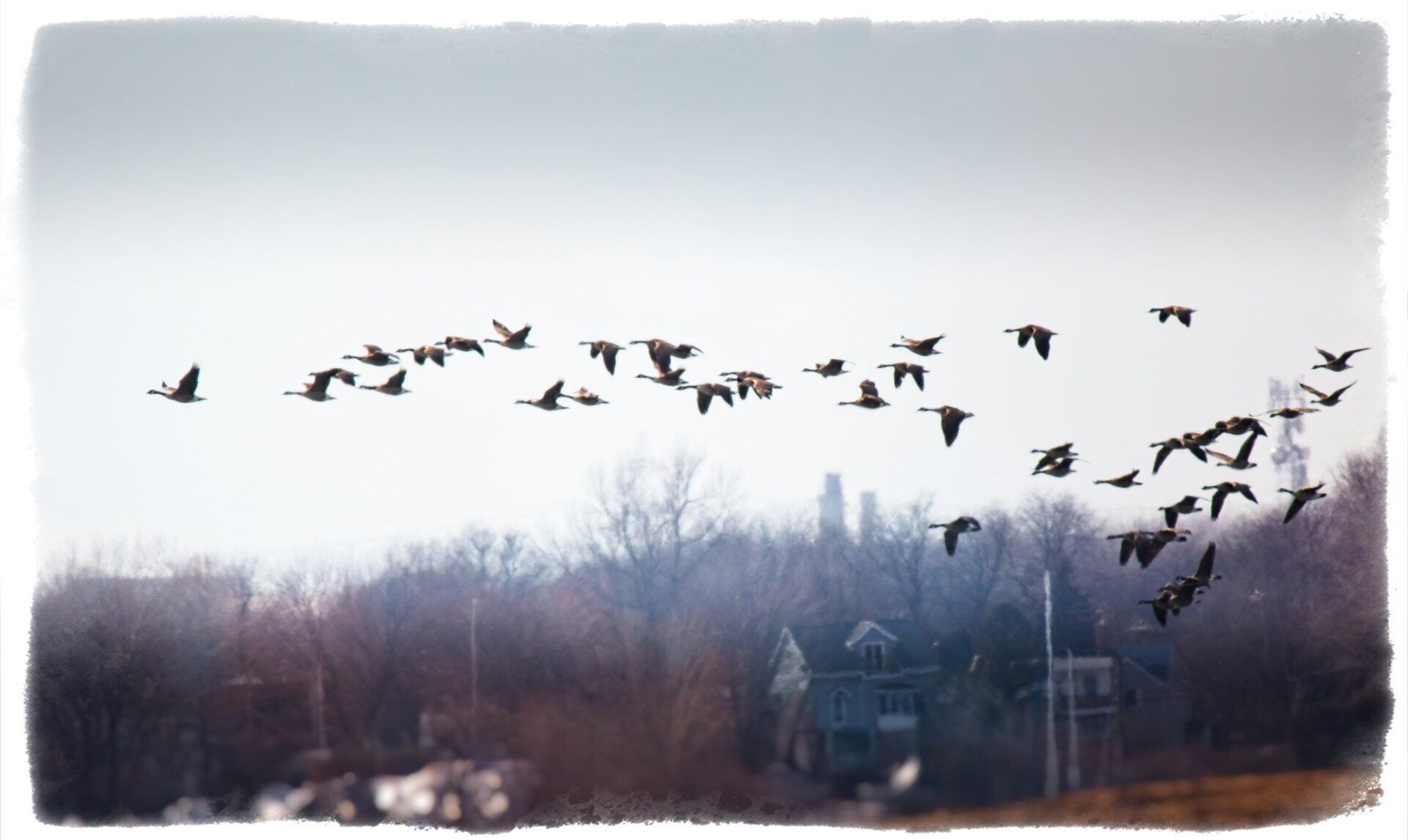 Une volée d'oiseaux survole une forêt