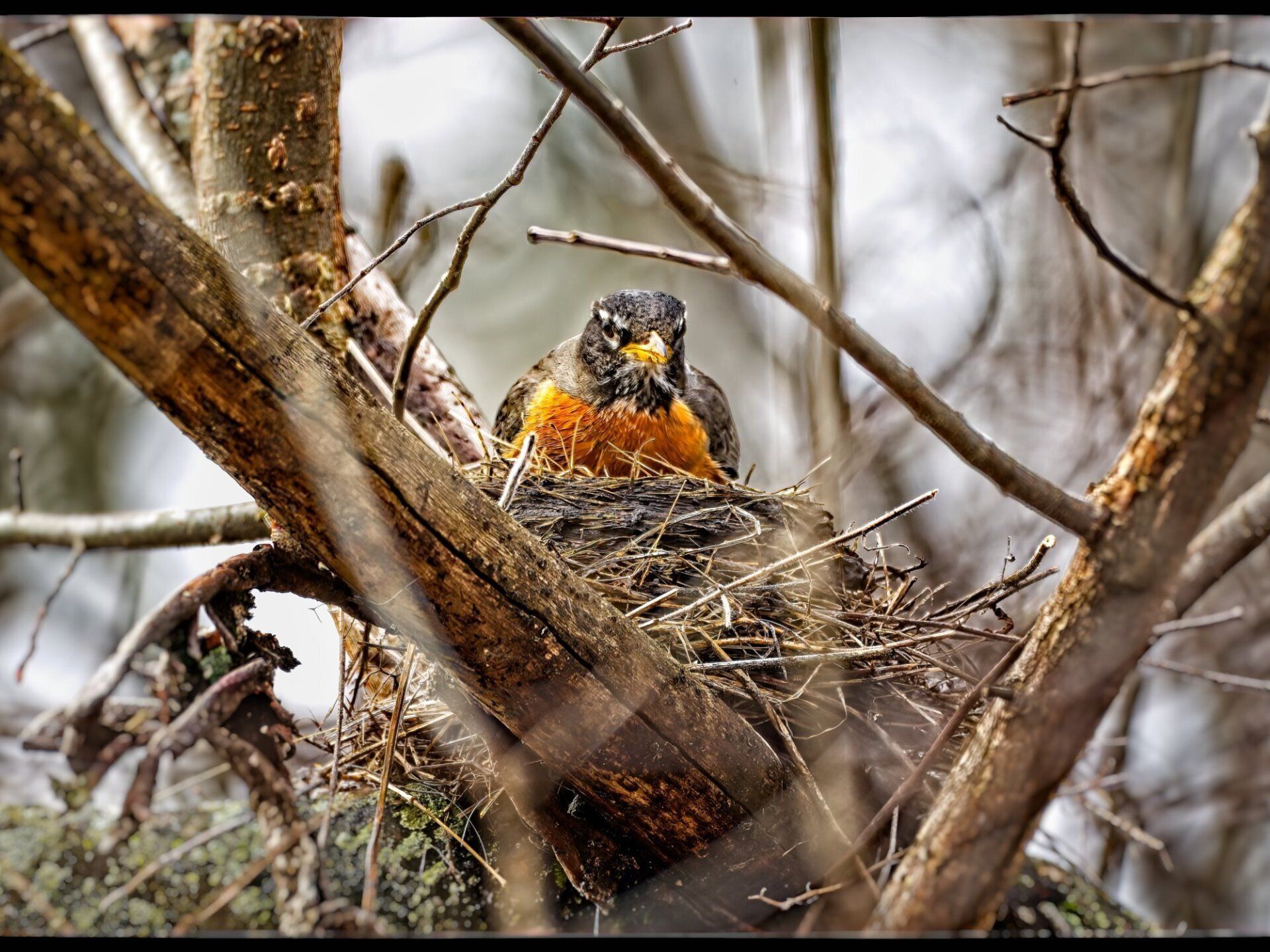 Un oiseau est assis dans un nid dans un arbre.
