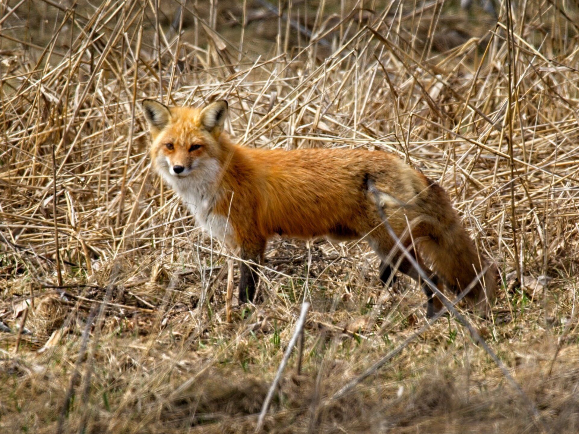 Un renard roux se tient dans un champ d'herbes hautes.
