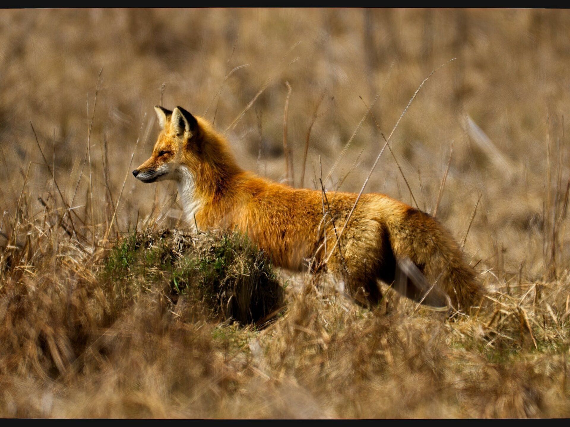 Un renard roux se tient dans un champ d'herbes hautes.