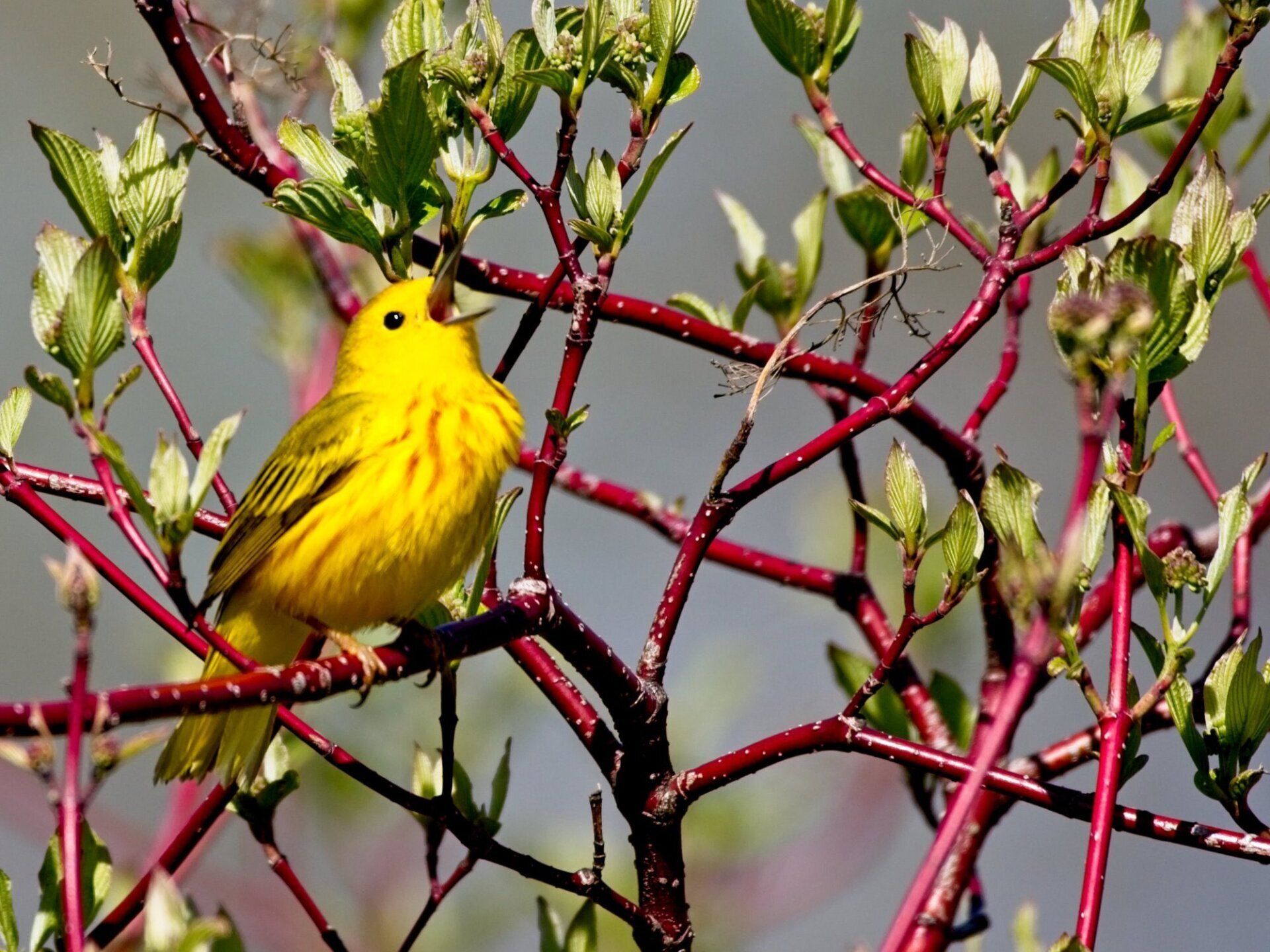Un oiseau jaune est perché sur une branche d'arbre