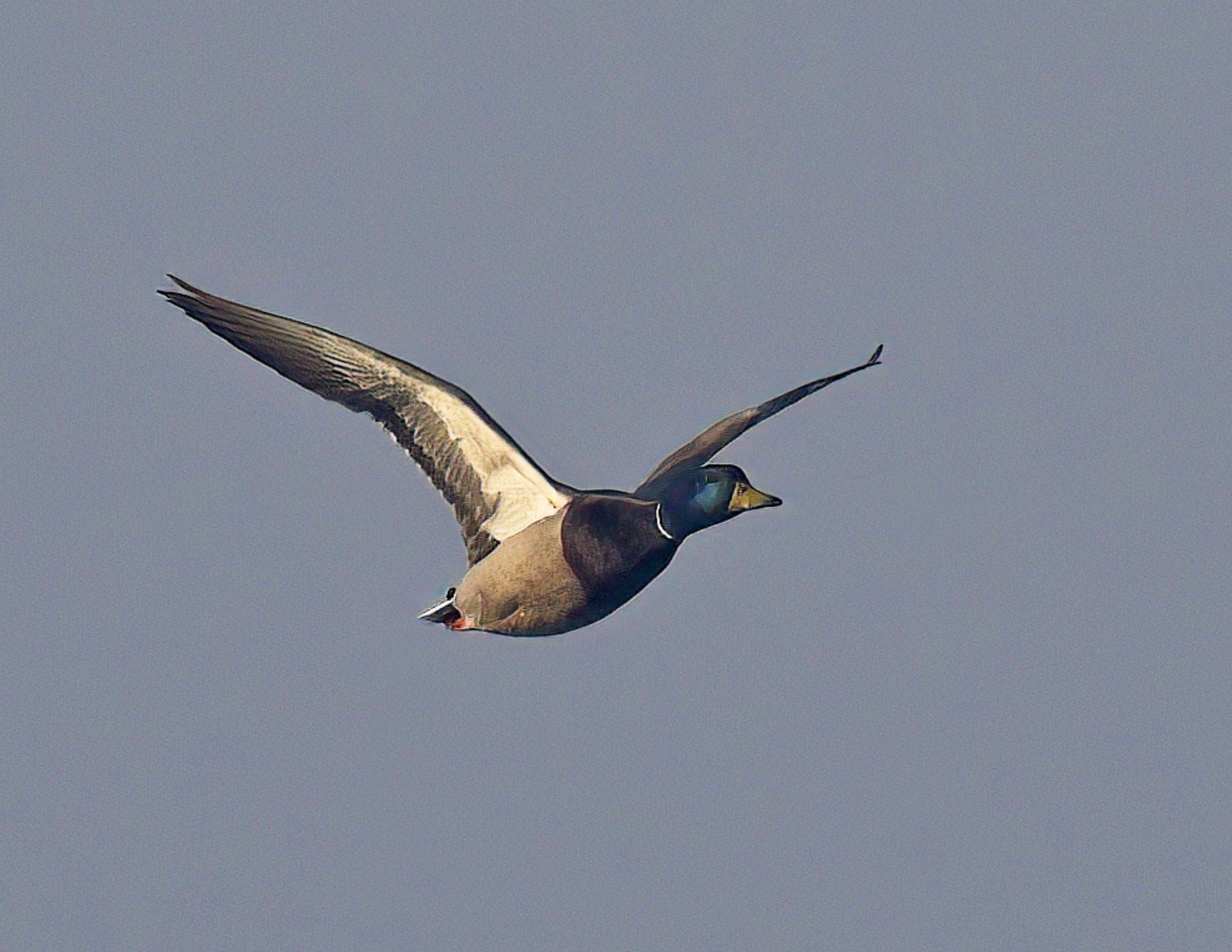 Un canard colvert vole dans un ciel bleu