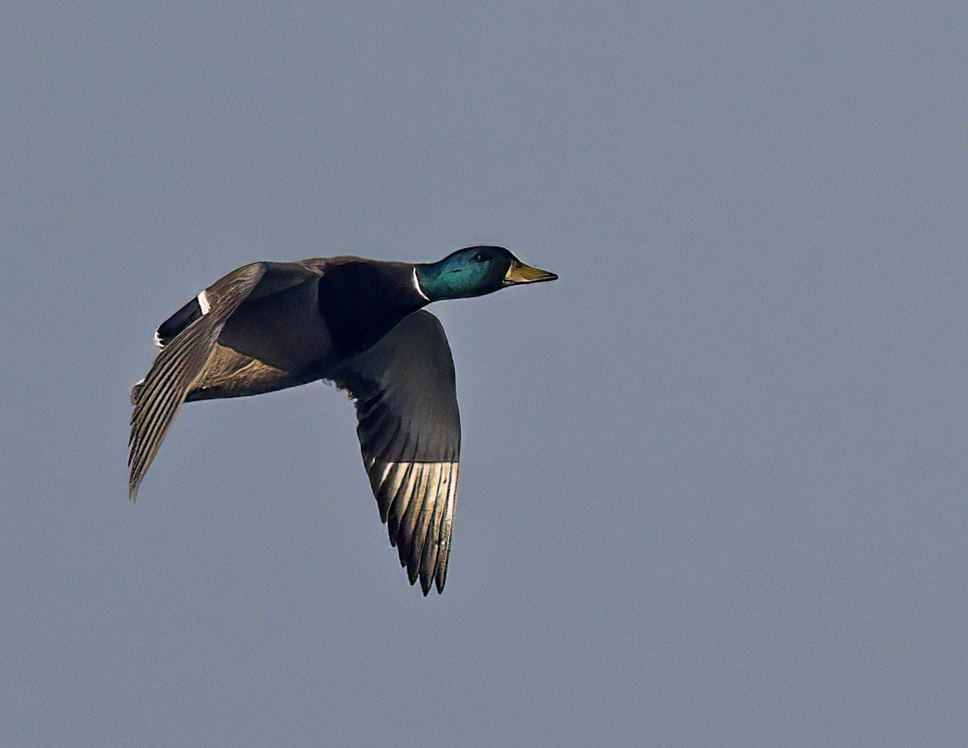 Un canard à tête verte vole dans un ciel bleu