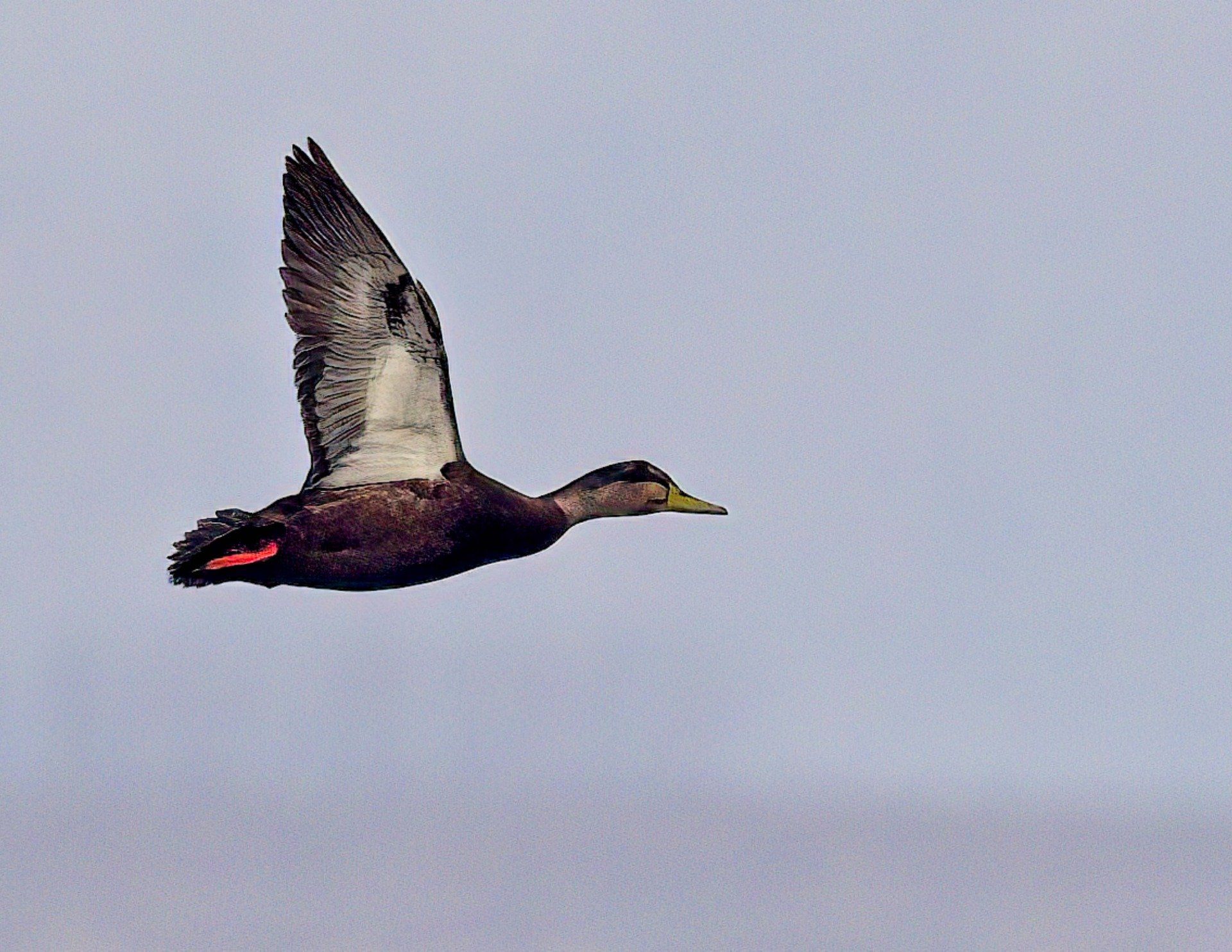 Un canard au bec rouge vole dans le ciel