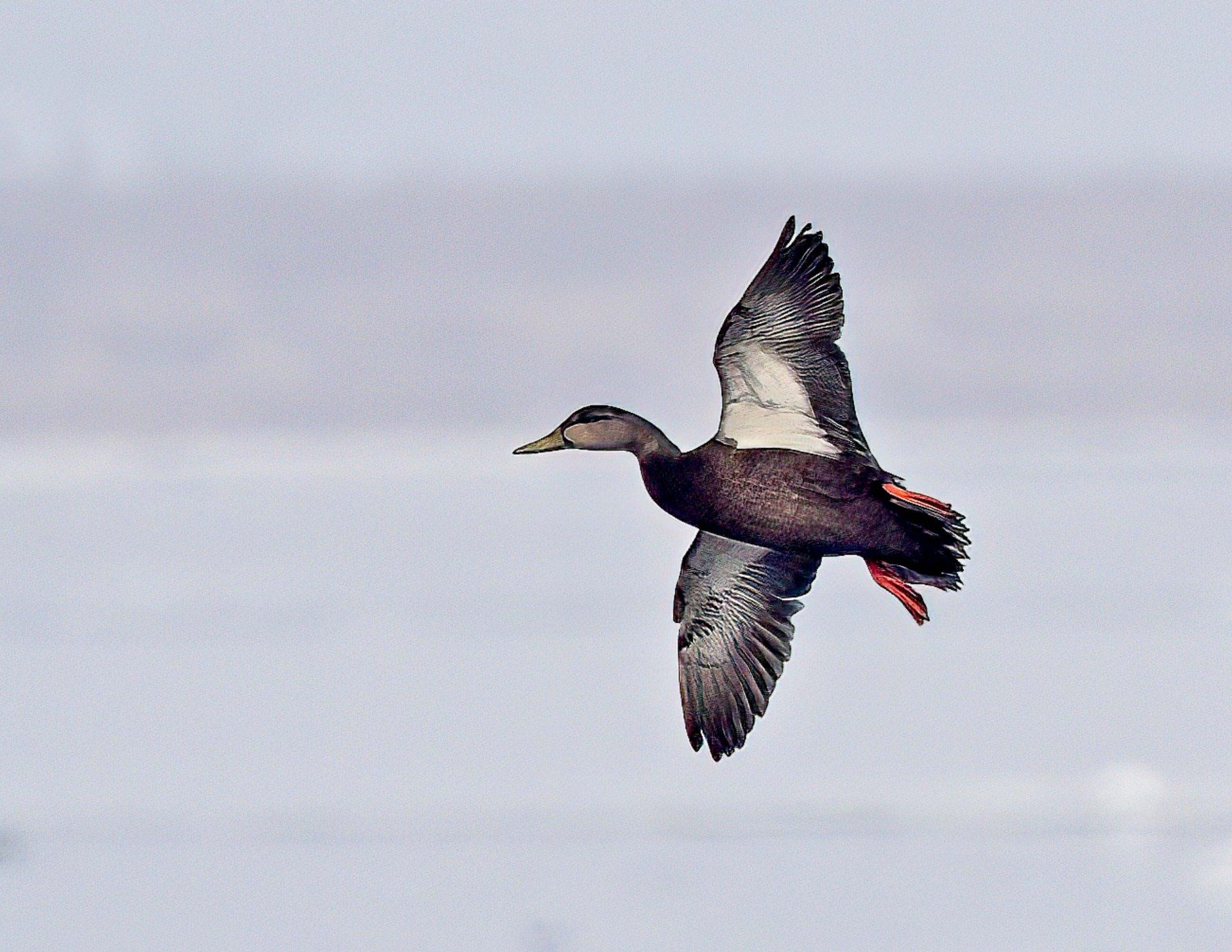 Un canard noir et blanc vole dans le ciel