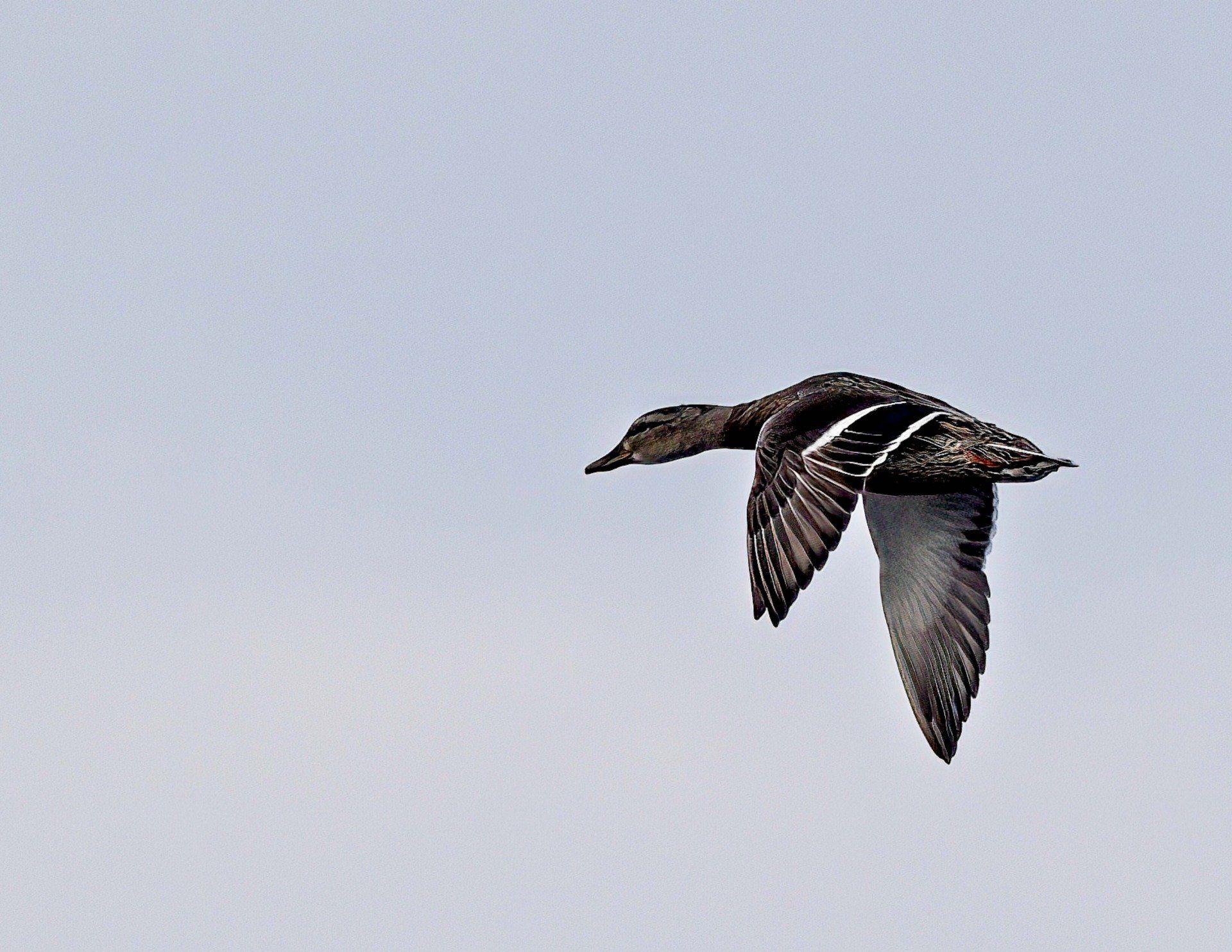 Un canard vole dans un ciel bleu clair