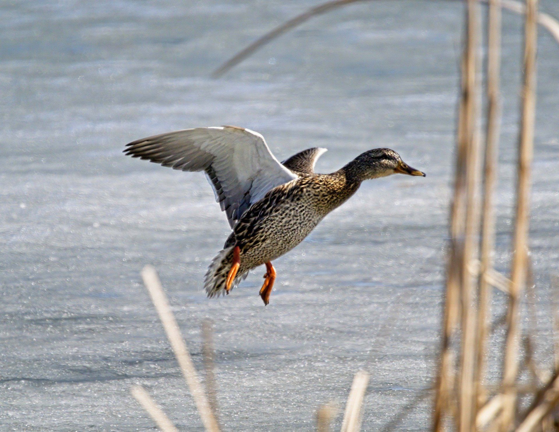 Un canard survole un plan d'eau