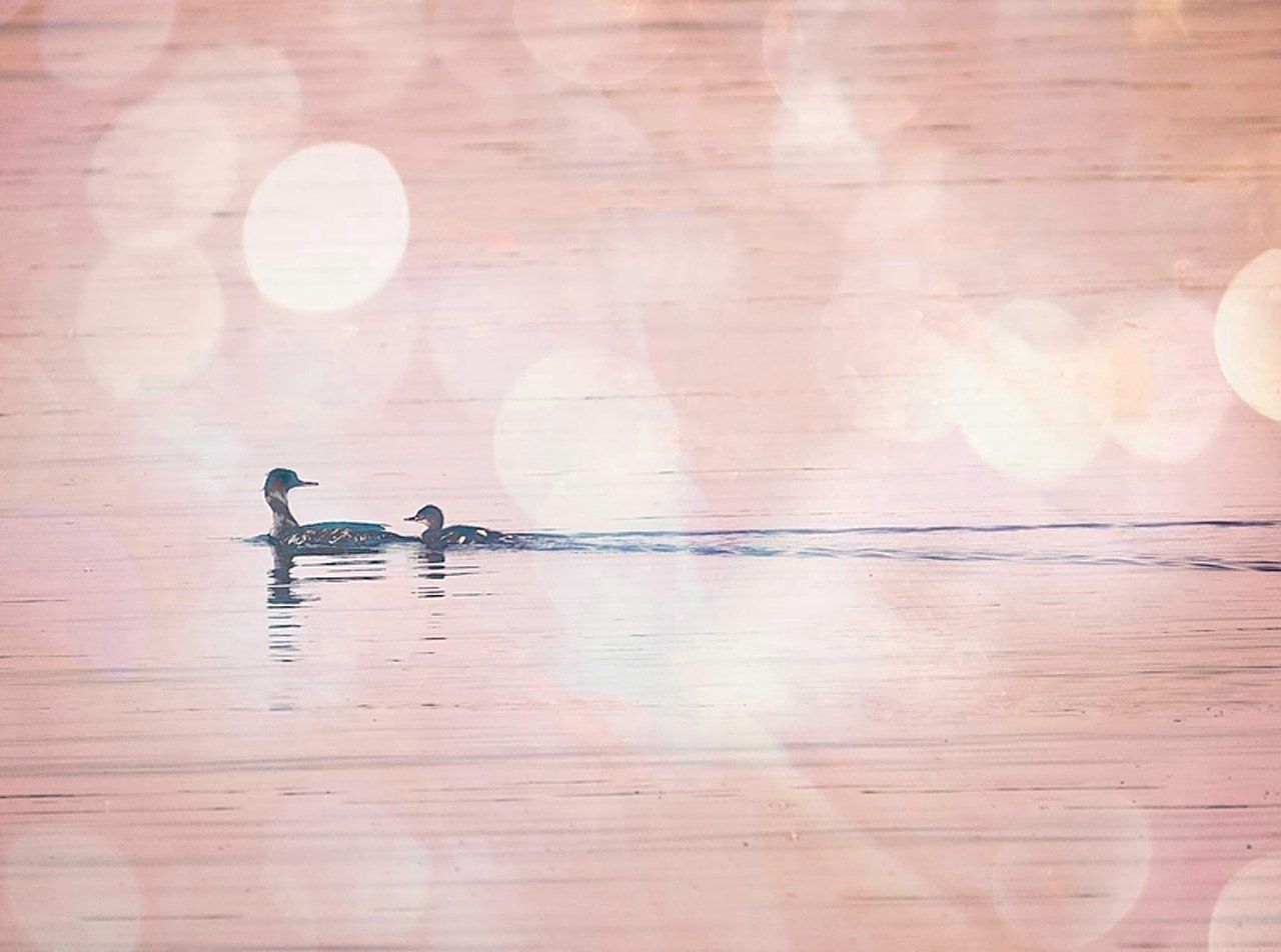 Quelques canards nagent dans l'eau.