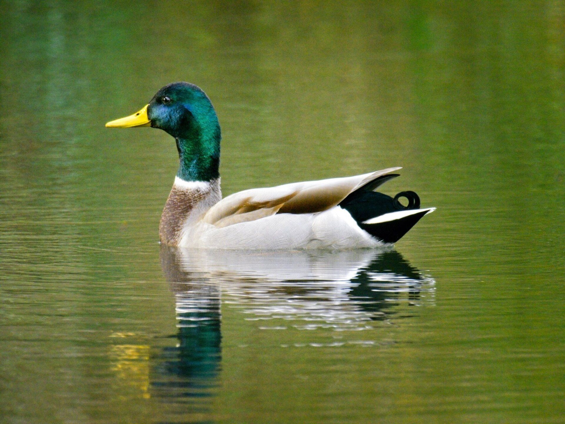 Un canard colvert nage dans un étang avec un bec jaune.