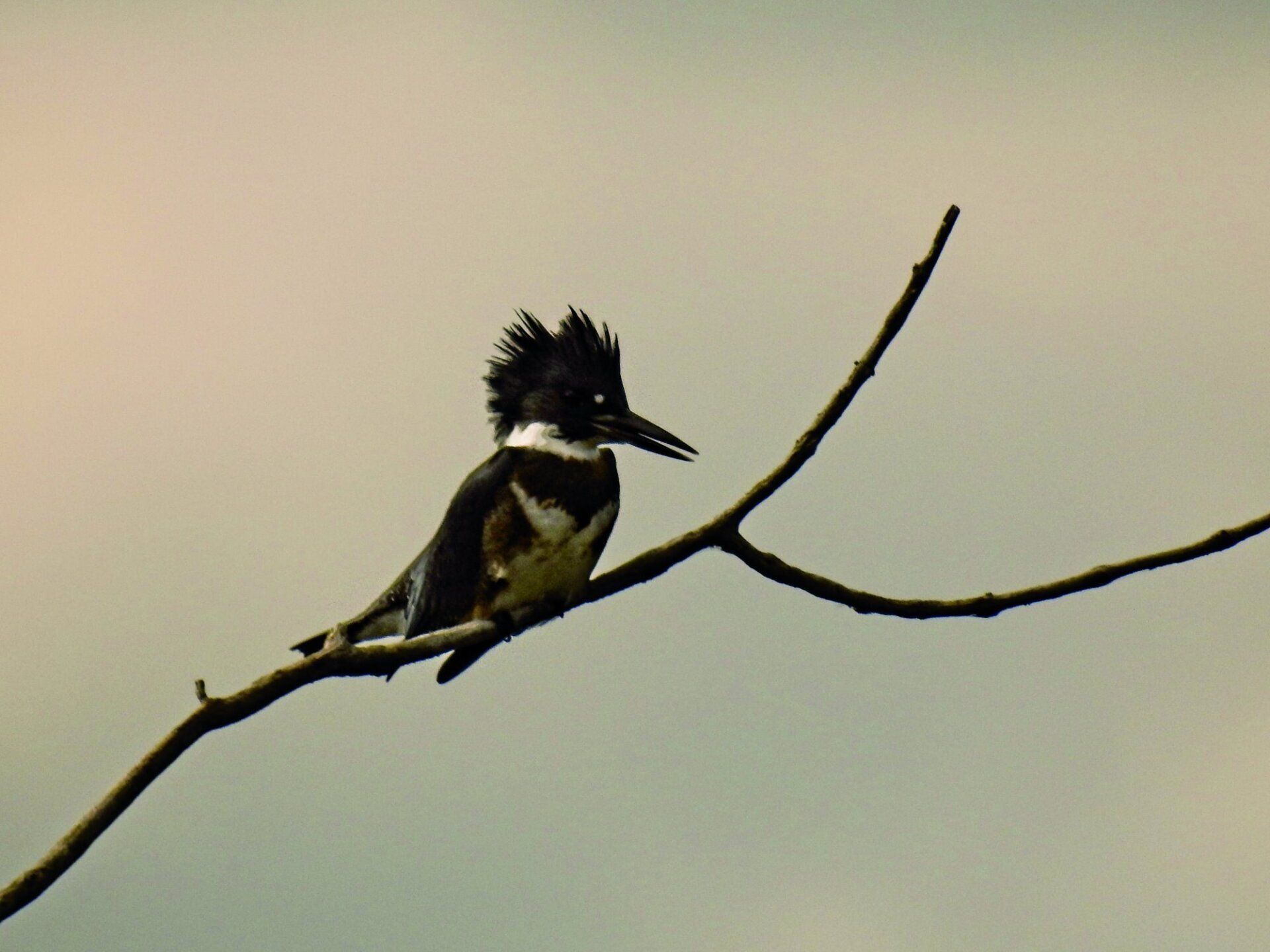 Un oiseau noir et blanc perché sur une branche d'arbre