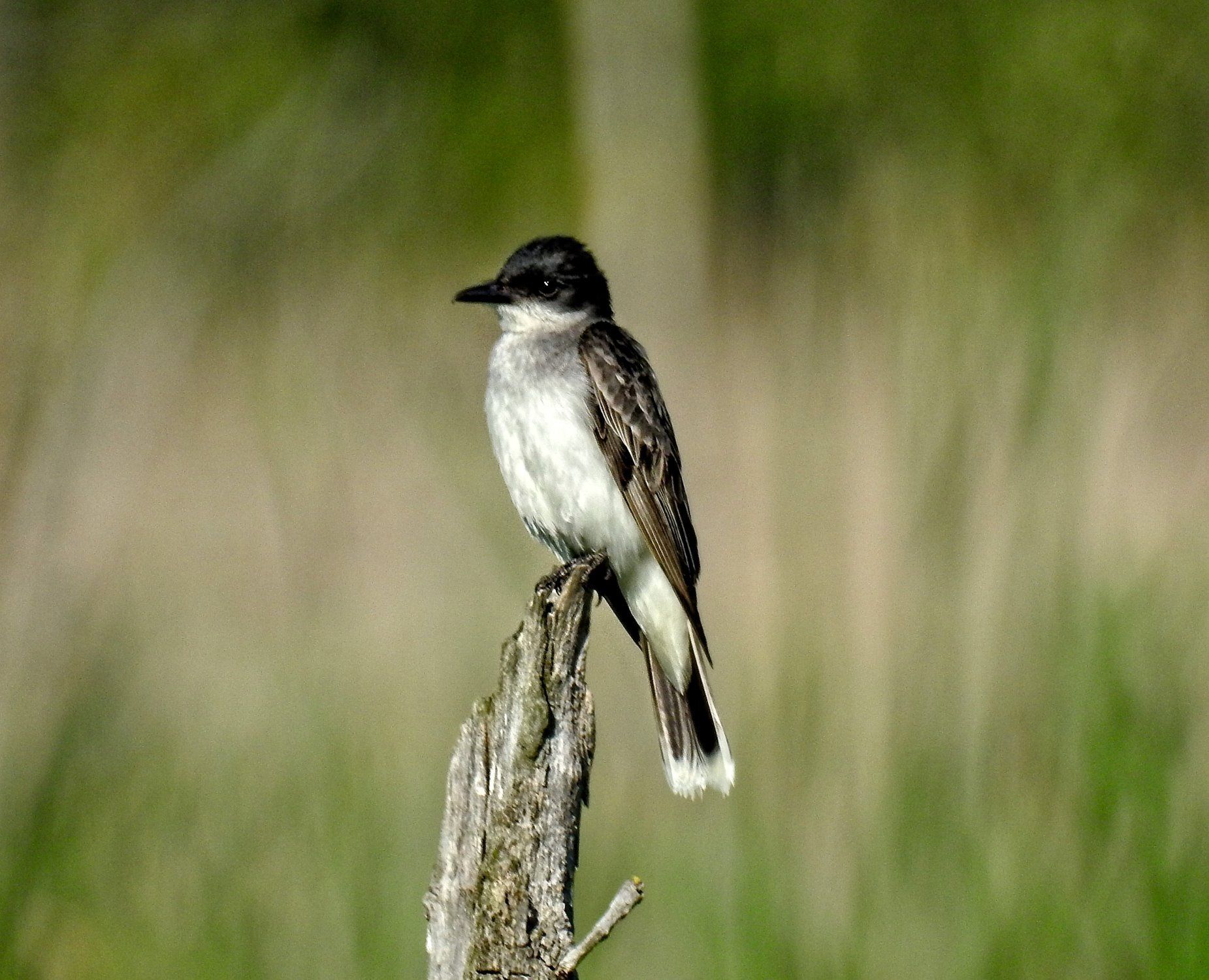 Un petit oiseau perché au sommet d'une branche d'arbre.