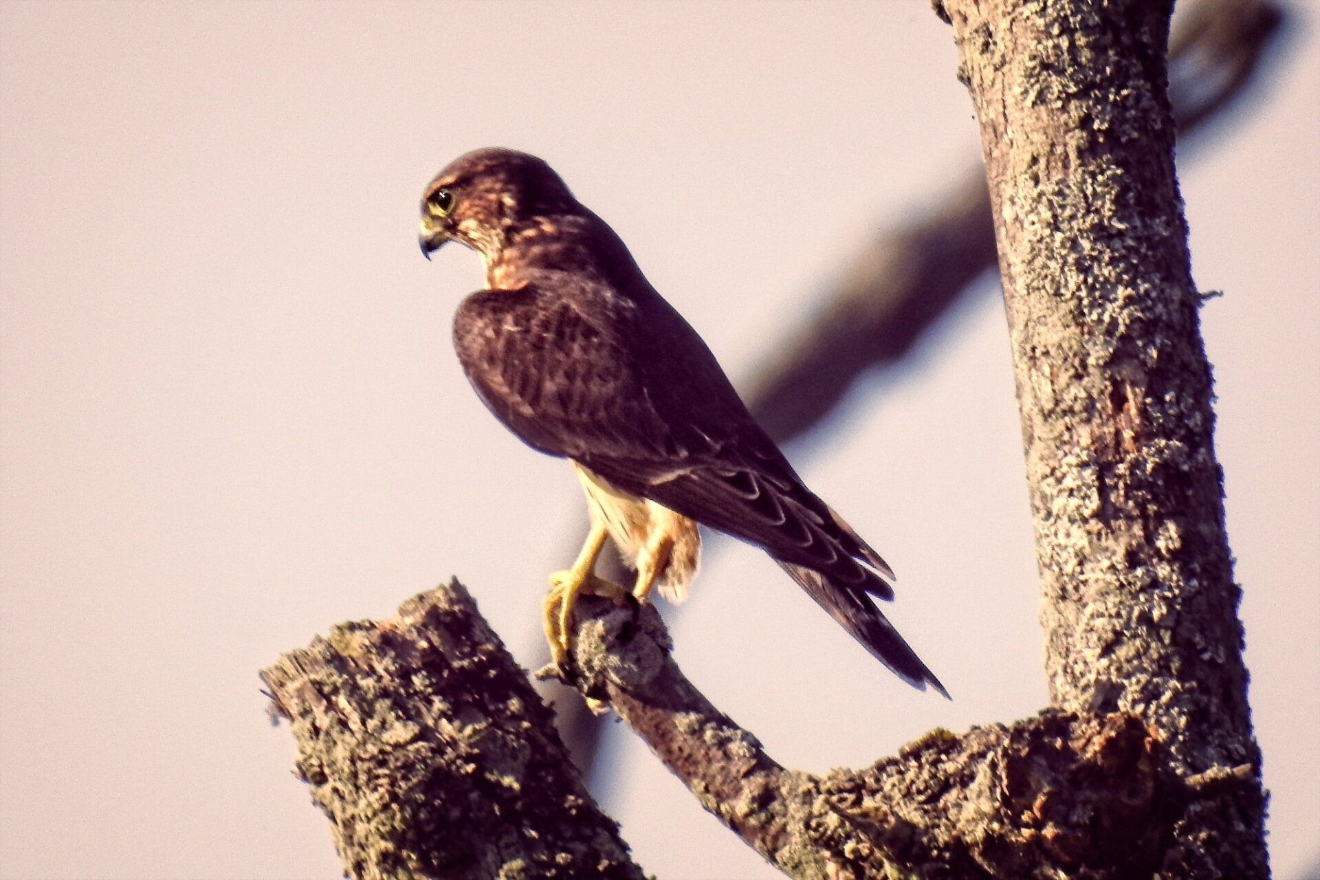 Un oiseau perché sur une branche d'arbre avec un fond blanc