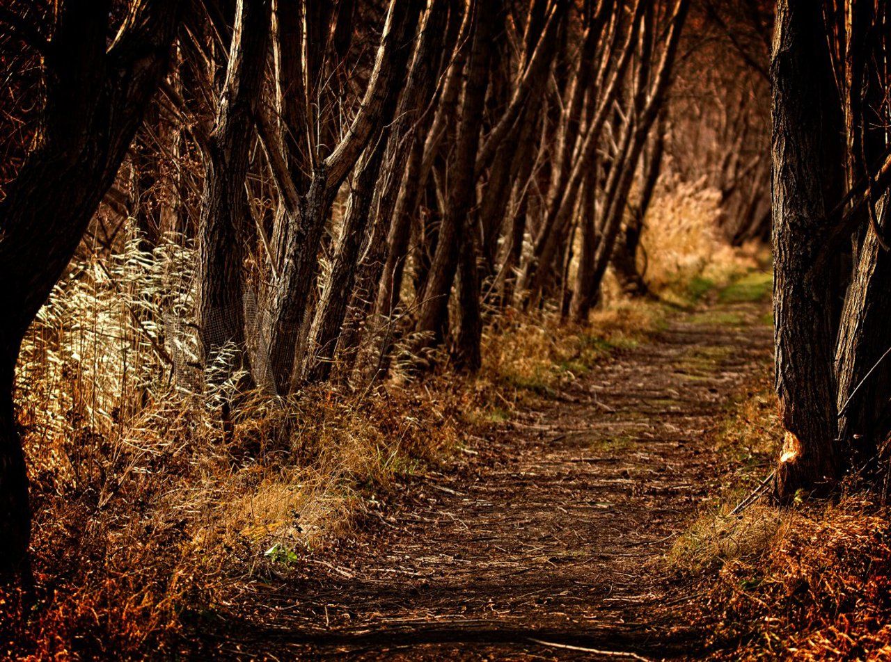 Un chemin dans les bois avec des arbres des deux côtés