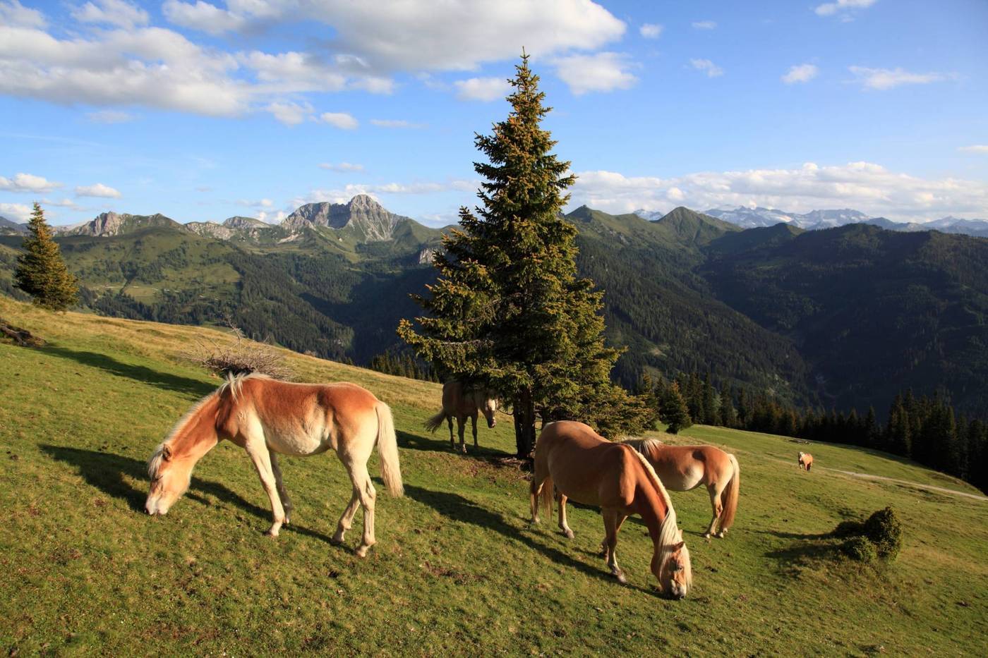 Haflinger im Großarltal