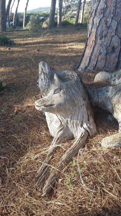 trunk of a pine tree
