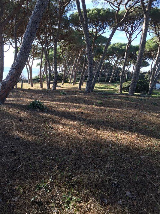 restaurant pine forest overlooking the sea