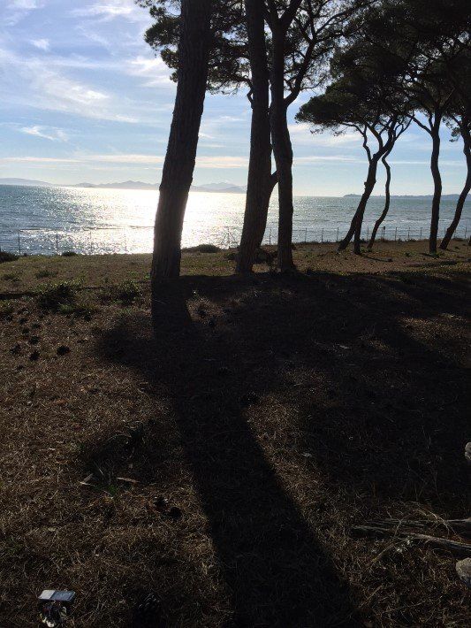 pine forest by the sea