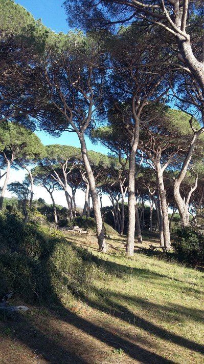 restaurant pine forest