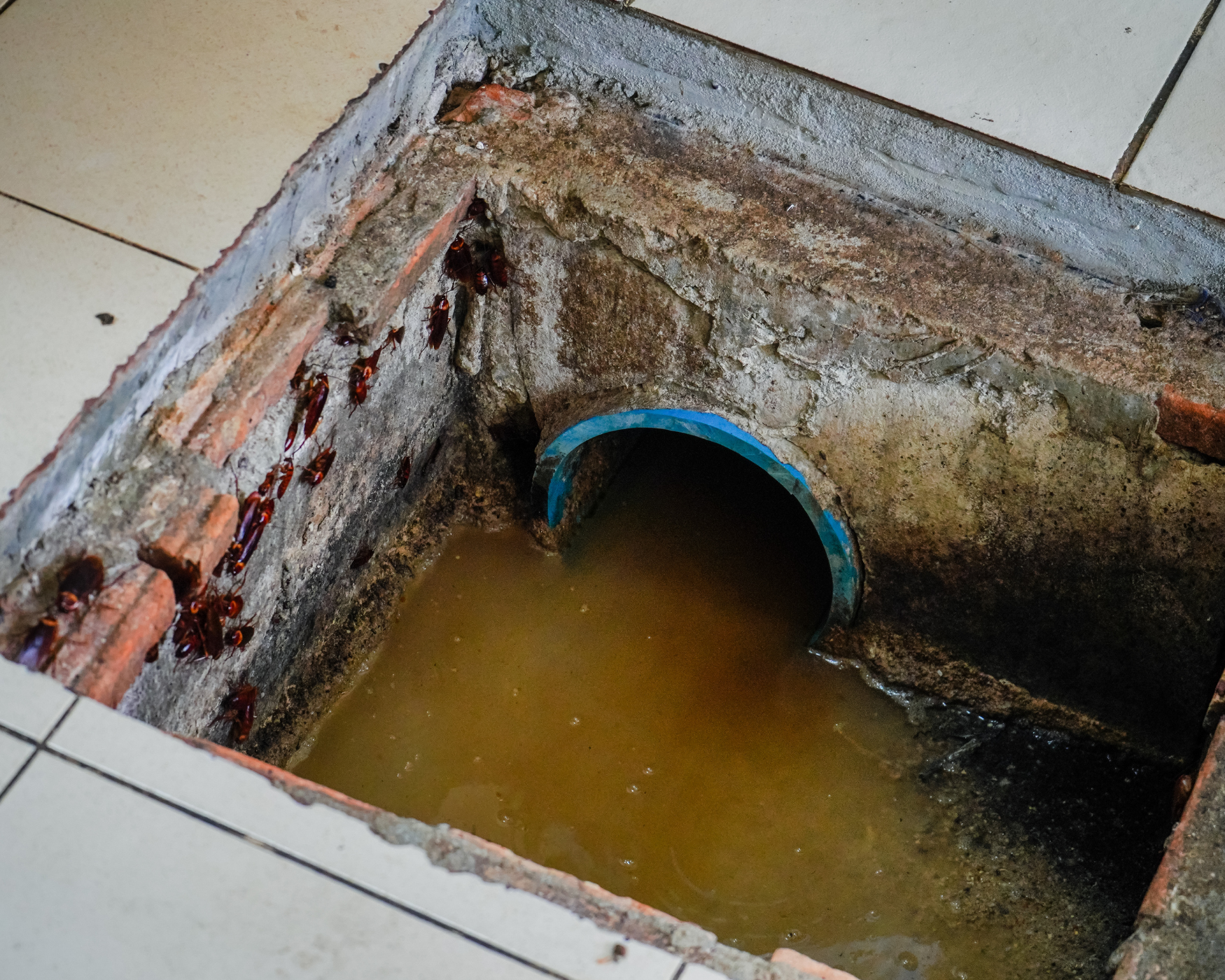 cheap grease trap cleaning near me