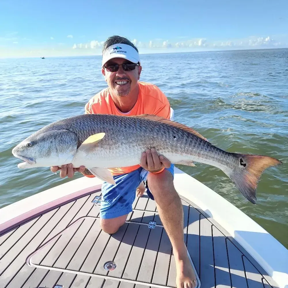 A man is kneeling on a boat holding a large fish.