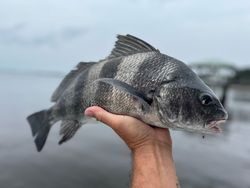 A person is holding a fish in their hand on the beach.