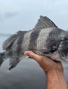 A person is holding a large fish in their hand.