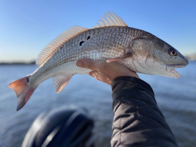 A person is holding a large fish in their hand