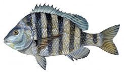 A painting of a fish on a white background.
