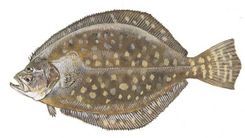 A close up of a fish on a white background.