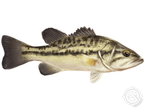 A small fish is swimming on a white background.