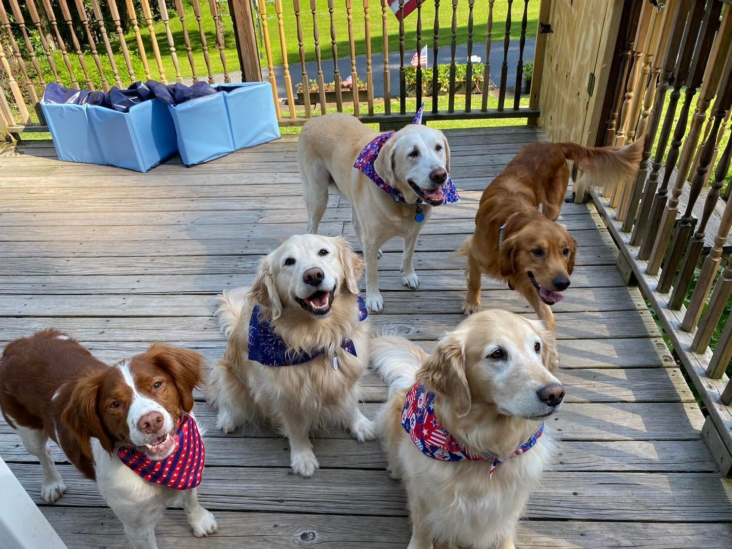 Five dogs wearing bandanas on a wooden deck, smiling.