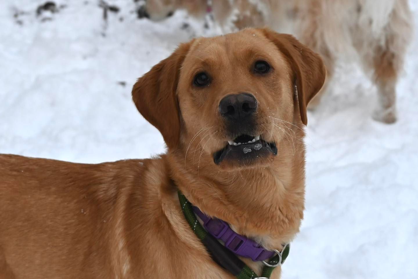 Yellow Labrador dog in snow, wearing a green and purple collar, looking at the viewer.