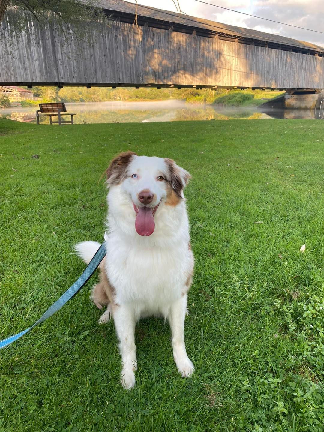 Happy, tri-color Australian Shepherd sits on green grass with a covered bridge in the background.