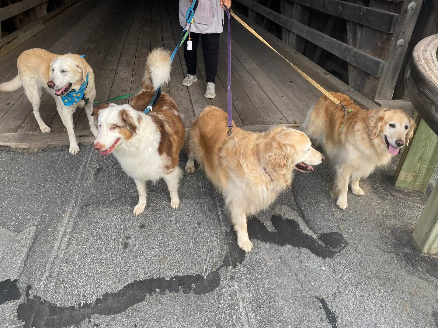 Five dogs on leashes, being walked on a bridge. One person holds the leashes.
