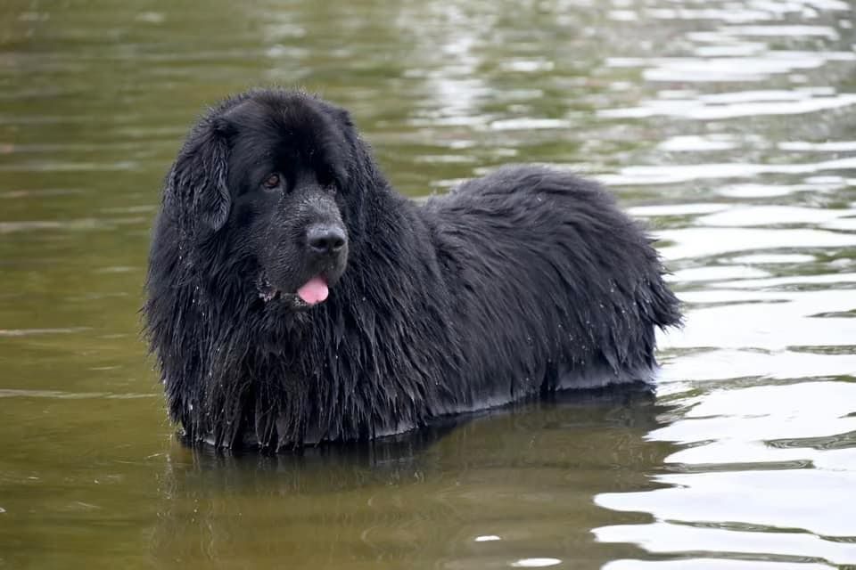 Black Newfoundland dog standing in shallow water.