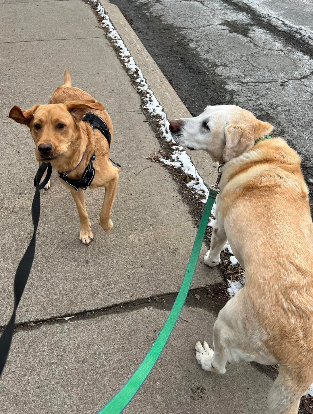 Two dogs on leashes, one brown, one yellow, interacting on a sidewalk.