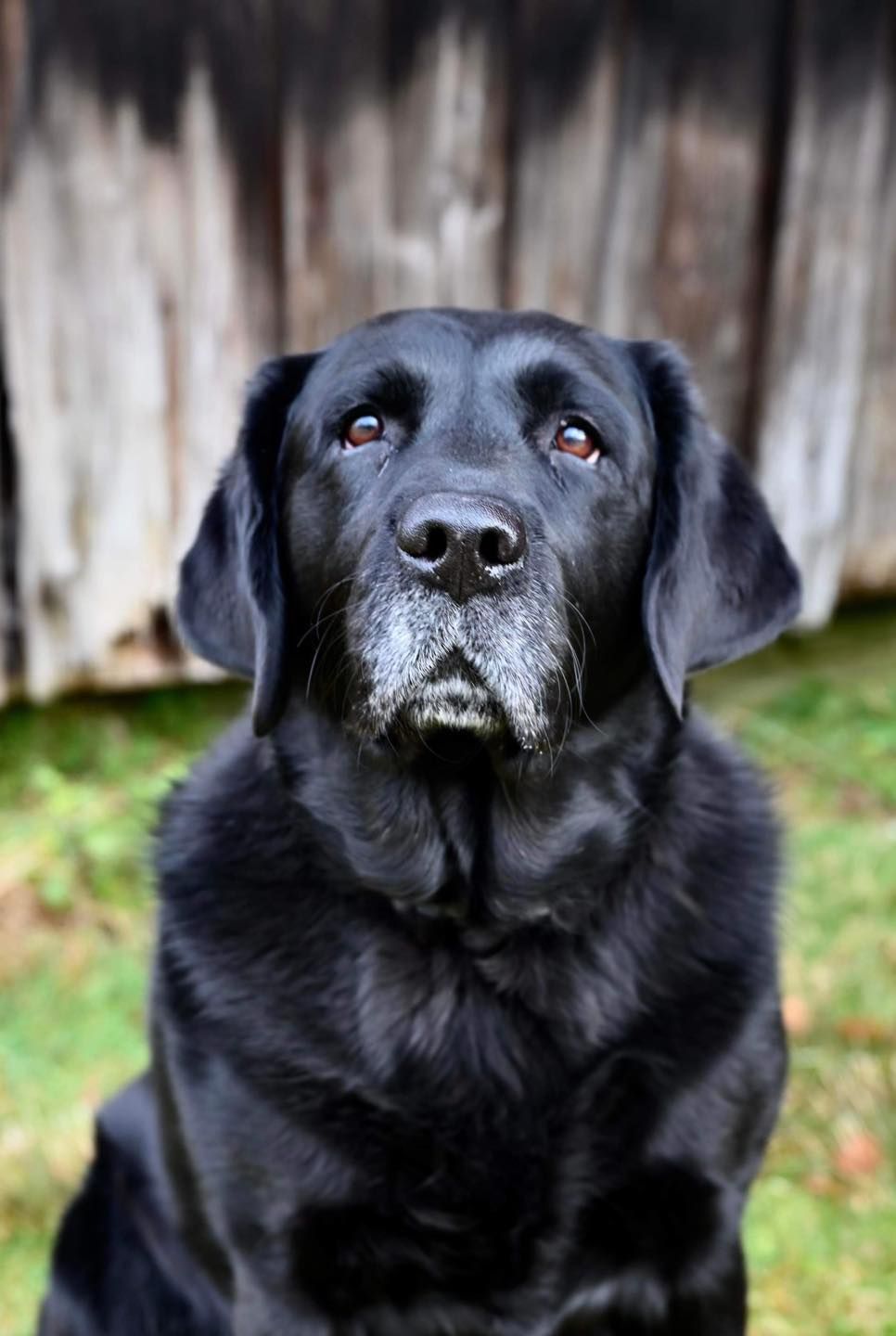 Black Labrador retriever with graying muzzle, looking upward, outdoors.